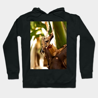 Gecko Hoodie